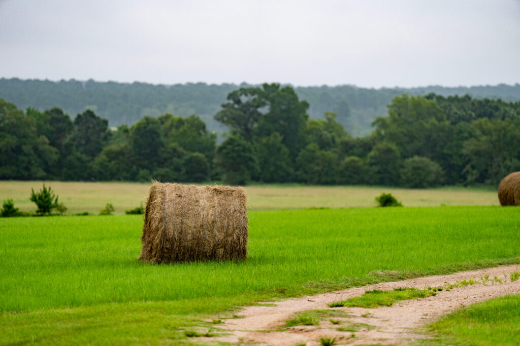 Pasture/Livestock Grazing